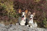 CORGI CARDIGAN 071